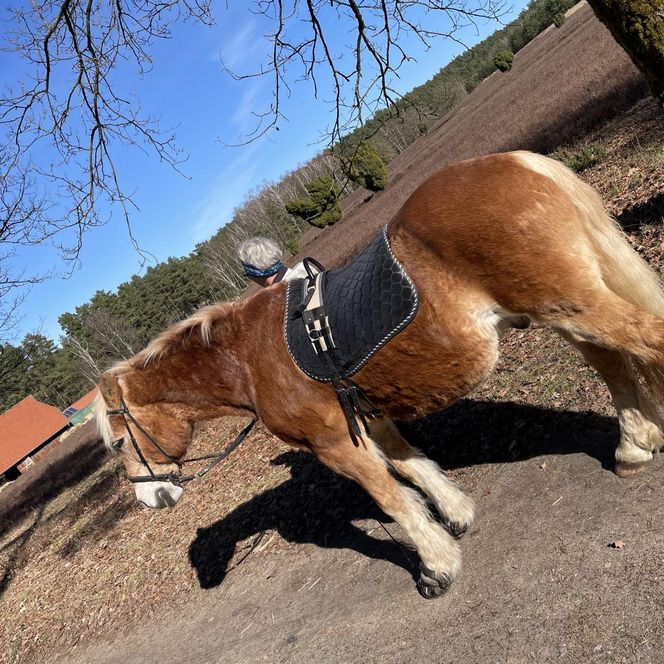 „Ein fuchsfarbenes Kaltblutpferd mit hellem Behang steht mit Sattel auf einem sandigen Weg in der Heidelandschaft. Im Hintergrund sind Heideflächen, Bäume und ein Fachwerkgebäude mit rotem Dach zu sehen.“