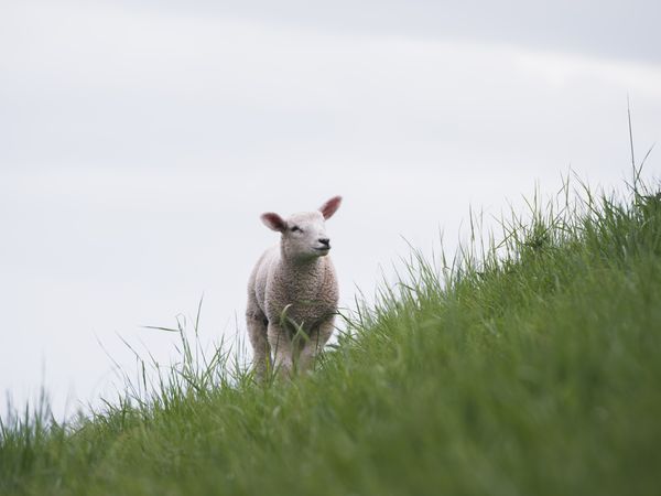 Schaf auf Deich Schaf