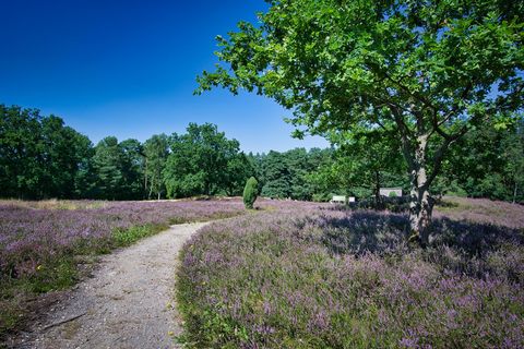 Wanderweg in der Oldendorfer Totensatt in der der Heideblütte das Bild dient zur unterstreichung des Links unterdem Bild