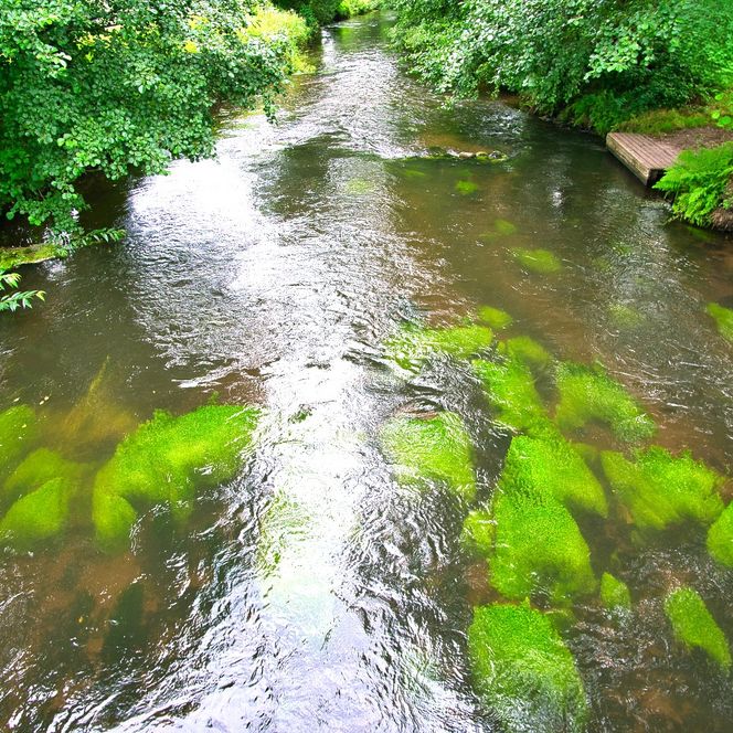 Aufnahme des Flusses Luhe zu sehen ist das grün der Pflanzen über wasser genau wie unter Wasser.
