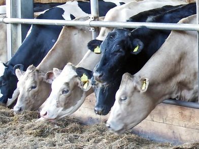Graue und schwarzweiße Kühe fressen Futter im Stall.