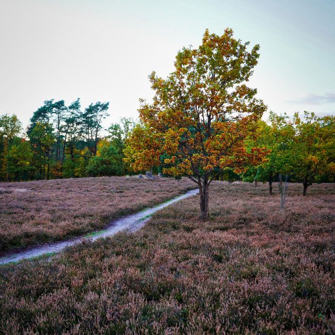 „Ein einzelner Baum mit buntem Herbstlaub steht auf einem schmalen Sandweg, der sich durch eine von Heidekraut bewachsene Landschaft schlängelt.“