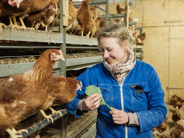 Ene Frau in einem Hühnerstall mit vielen braunen Hühnern.