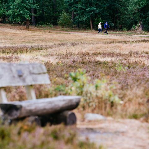 Bank in der Heide 