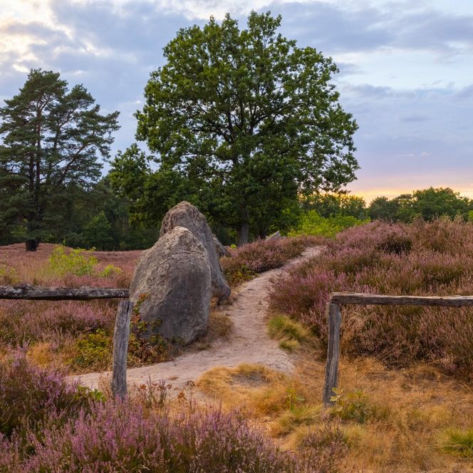 „Ein sandiger Weg führt zwischen zwei großen Findlingen durch eine blühende Heidelandschaft. Im Hintergrund stehen Bäume, der Himmel zeigt sanfte Abendfarben.“