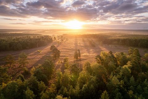 Luftaufnahme einer Heidelandschaft zum Sonnenaufgang in voller Blüte