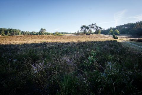 „Weite Heidefläche mit blühenden Sträuchern und einem schmalen Sandweg, der sich durch die Landschaft schlängelt. Im Hintergrund stehen einzelne Kiefern unter blauem Himmel.“