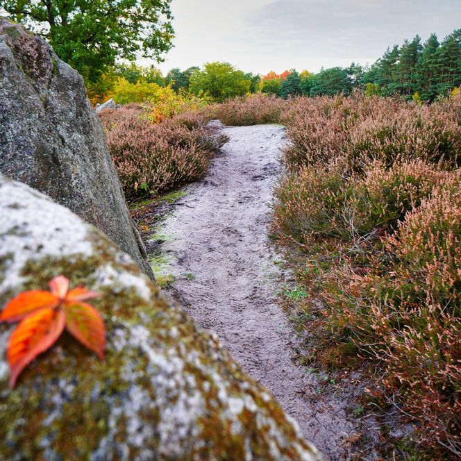 heideweg-herbst-amelinghausen-findling-naturpfad-oldendorf-luhe „Ein sandiger Pfad führt durch eine herbstlich gefärbte Heidelandschaft. Im Vordergrund liegt ein rotes Blatt auf einem mit Moos bedeckten Findling.“