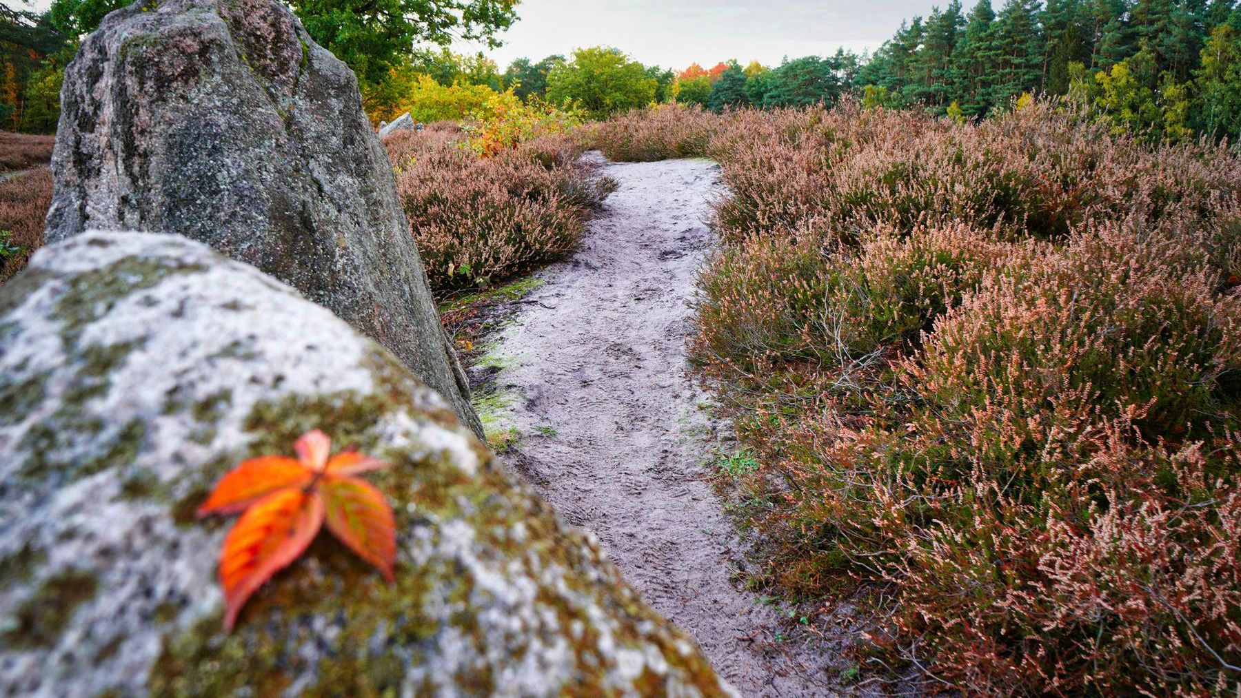 „Ein sandiger Pfad führt durch eine herbstlich gefärbte Heidelandschaft. Im Vordergrund liegt ein rotes Blatt auf einem mit Moos bedeckten Findling.“