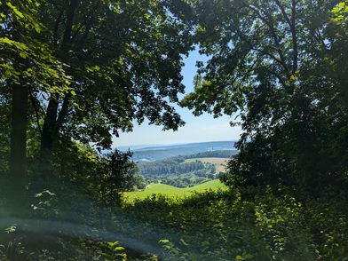 Ausblick auf dem Burgweg Blick durch dichten Wald auf grüne Hügel und Felder bei klarem Sommerhimmel.
