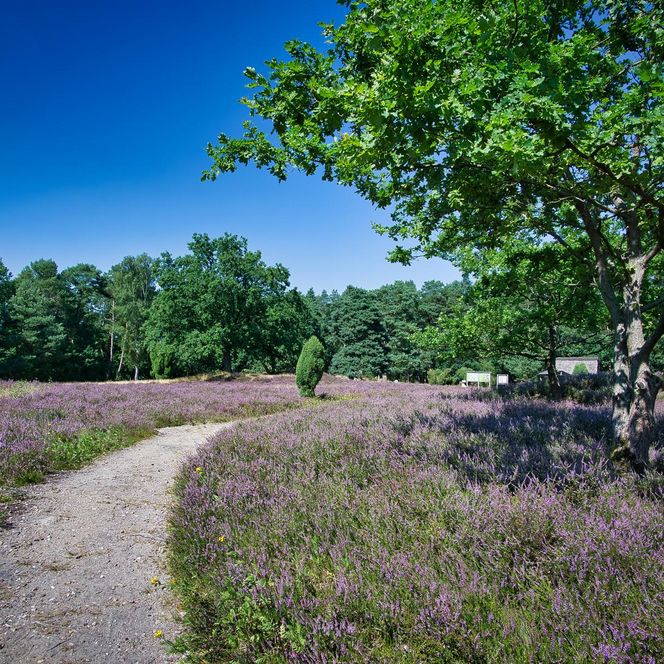 „Ein sandiger Weg führt durch eine blühende Heidelandschaft mit lila Heidekraut. Rechts steht ein einzelner Laubbaum, im Hintergrund sind Informationstafeln zu sehen.“