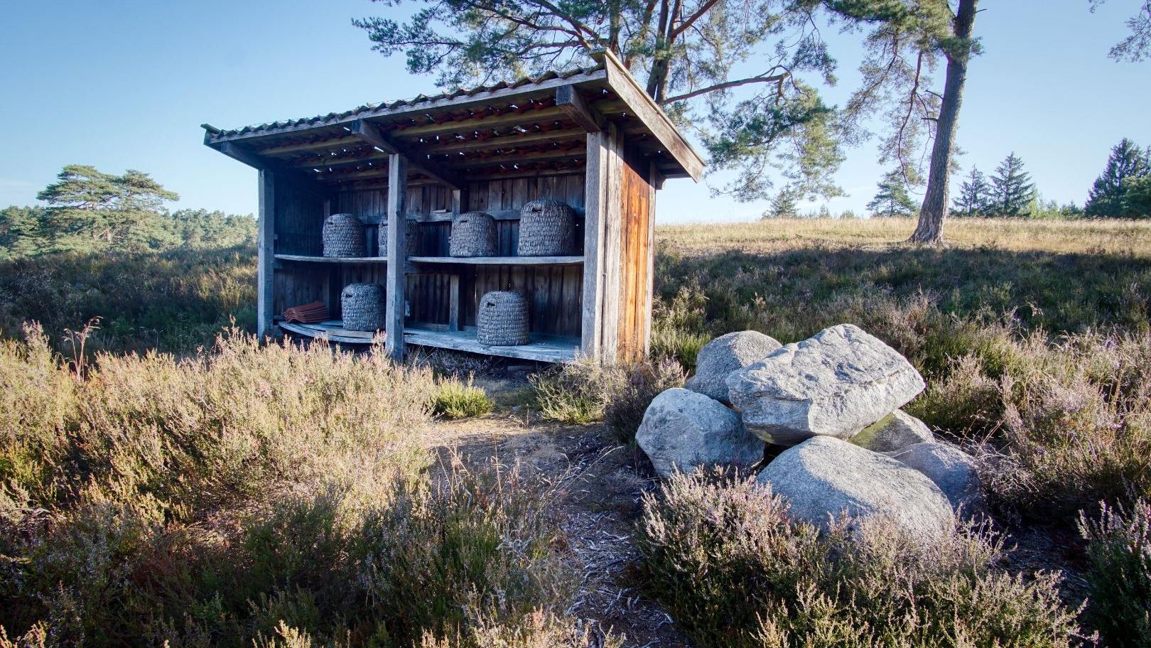 „Ein überdachter Holzunterstand mit mehreren strohgedeckten Bienenkörben steht inmitten der Heide. Daneben liegt ein Haufen großer Steine.“