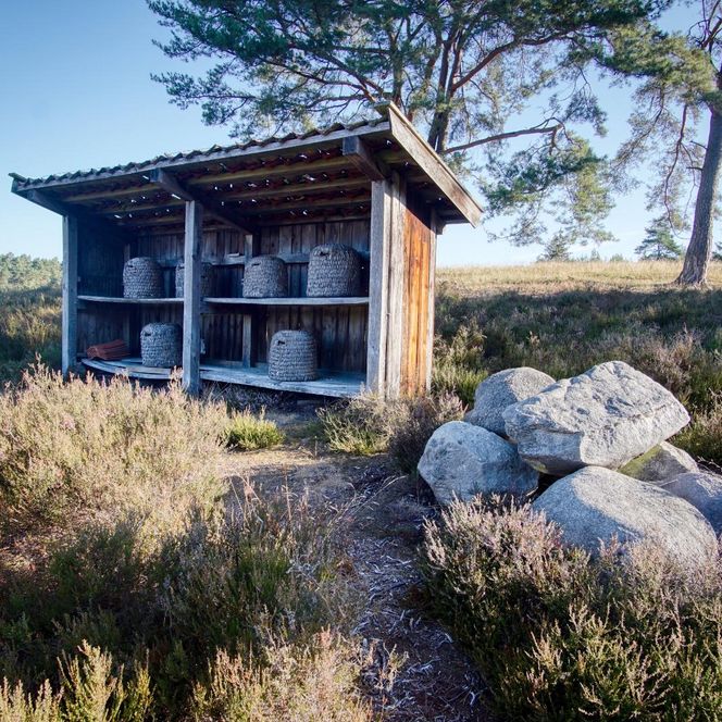 „Ein überdachter Holzunterstand mit mehreren strohgedeckten Bienenkörben steht inmitten der Heide. Daneben liegt ein Haufen großer Steine.“