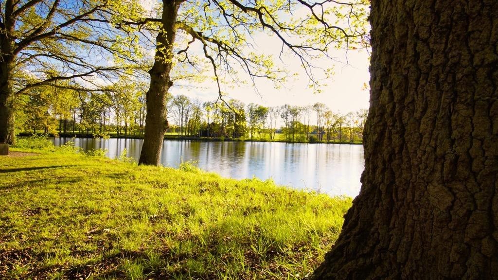 „Blick über das ruhige Wasser des Lopausees, eingerahmt von großen Bäumen mit frischem Grün. Im Vordergrund ist ein Baumstamm zu sehen.“