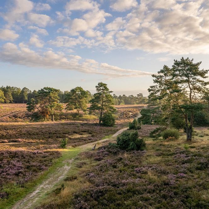 „Luftaufnahme einer blühenden Heidelandschaft in der Schwindebecker Heide mit Kiefern und Wacholderbüschen. Ein sandiger Weg schlängelt sich durch die Heide in Richtung Waldrand.“