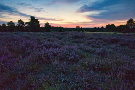 8.8-.9.9 blüht die Heide 